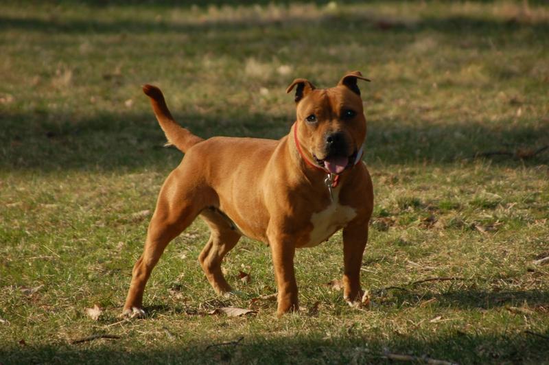 Shenandoah Staffies