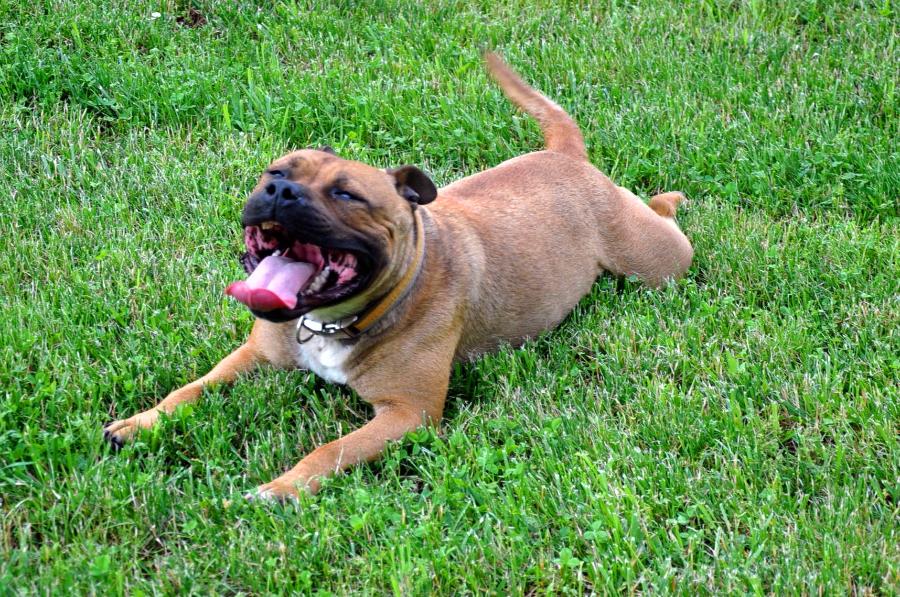 Shenandoah Staffies